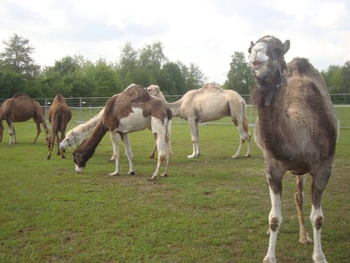 Monter à dos de chameau - Pour toute la famille 7 