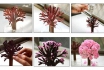 Miniaturbaum - Blüht in wenigen Stunden 2