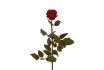 Rose éternelle 50 cm - En rouge foncé 