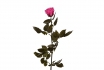 Ewig blühende Rose 30cm - in pink 