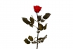 Rose éternelle 30 cm - couleur rouge feu 