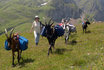 Trekking per un giorno - con capre da soma 