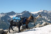 Trekking d'une journée - accompagné de chèvres 1