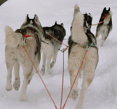 Husky Abenteuer - ganzer Tag 2 
