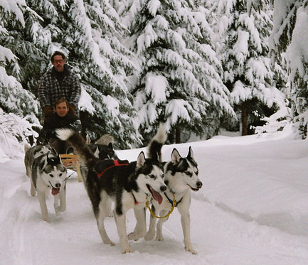 Husky Abenteuer - ganzer Tag 3 