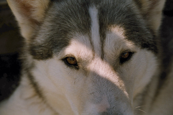 Husky Abenteuer - ganzer Tag 4 