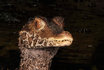 Besuch Reptilienausstellung - für zwei Personen in Zürich 3