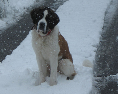 Schneeschuhwanderung für 2 - Schneeschuhtour Graubünden 8 