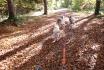 Exklusiv Schlittenhunde Abenteuer - Wagenfahrt für 2 im Herbst 1