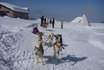 Alla scoperta degli Husky - Corso di una giornata 7