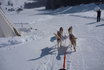 Alla scoperta degli Husky - Corso di una giornata 9