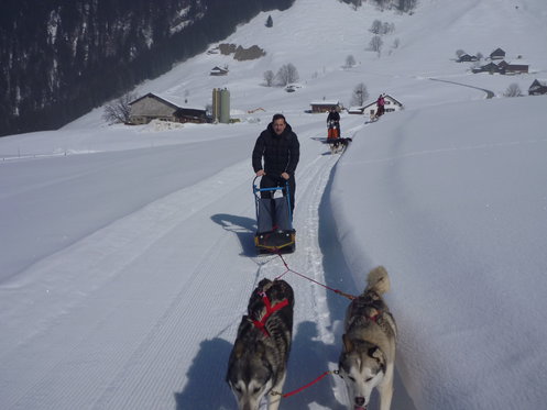 Schlittenhunde Tageskurs - Husky Erlebnis für einen Tag 1 
