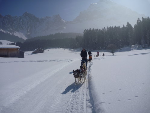 Schlittenhunde Tageskurs - Husky Erlebnis für einen Tag 2 