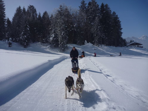 Schlittenhunde Tageskurs - Husky Erlebnis für einen Tag 3 