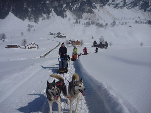 Schlittenhunde Tageskurs - Husky Erlebnis für einen Tag 5 