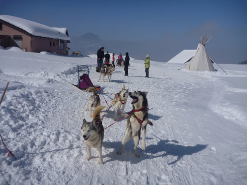 Schlittenhunde Tageskurs - Husky Erlebnis für einen Tag 7 