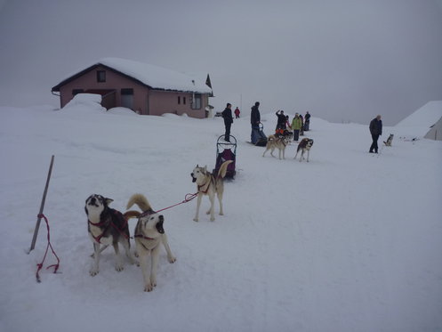 Schlittenhunde Tageskurs - Husky Erlebnis für einen Tag 8 
