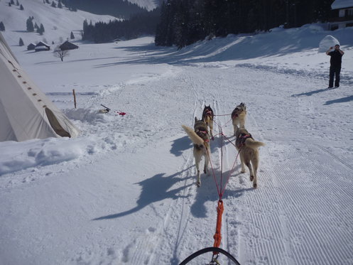Schlittenhunde Tageskurs - Husky Erlebnis für einen Tag 9 