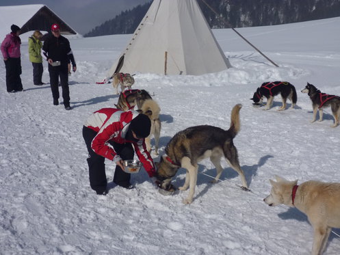 Schlittenhunde Tageskurs - Husky Erlebnis für einen Tag 10 