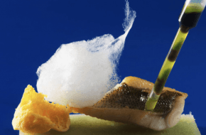 Kulinarische Genüsse