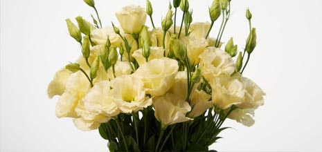 Blumenabo | Mitarbeiter- und Kundengeschenkidee