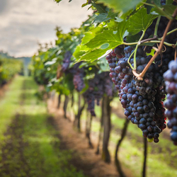 Dégustation de vin pour deux, Domaine des Remans (VD) avec visite, apéro et bouteilles offertes