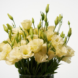 Abonnement de fleurs - Medium, 3 livraisons