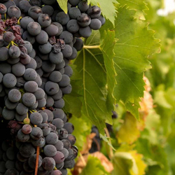 Visite du vignoble à Fully (VS), dégustation de vin, tapas du Valais et verre à vin souvenir
