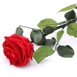 Rosa eterna, Rimane fresca 2 anni