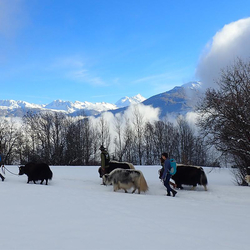 Découverte des yaks, balade pédestre et fondue pour 2 personnes