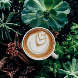 Kaffeeabo, 3 x 4 Kaffeepakete