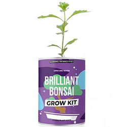 Bonsai Grow Kit, Pflanzen aus der Dose