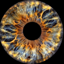 Iris Fotografie, 30x30cm auf Acrylglas, für eine Person