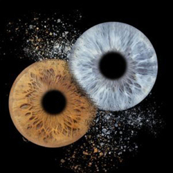 Photographie d'iris à Montreux, Sur bloc plexiglas 10x10cm pour 2 personnes