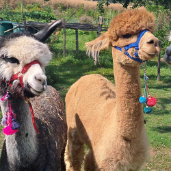 Alpaca und Lamaspaziergang, mit Zvieri in Meikirch für 2 Personen