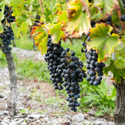 Weinstock Patenschaft, 10 Jahre Patenschaft & 1 personalisierte Flasche pro Jahr