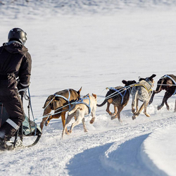 Balade en chiens de traîneau, immersion nordique au cœur de l’hiver