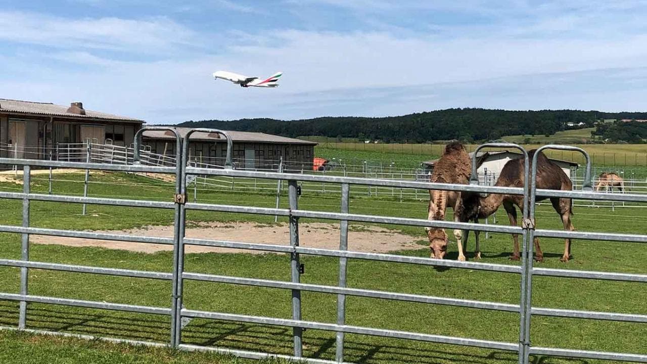 Monter à dos de chameau  Pour toute la famille 3